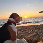 Onda Etrusca La Terrazza Sul Mare A Apartmán San Vincenzo
